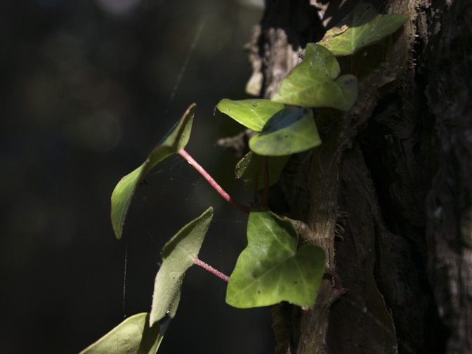 Photographie de lierre dans un arbre avec de la lumière