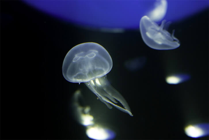 Photographie de Méduses nageant dans de la lumière